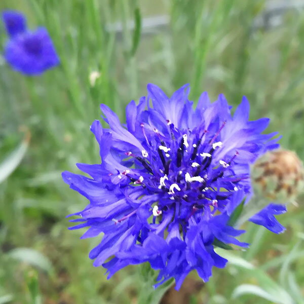 ハーブの苗/コーンフラワーワイルド3号ポット 6株セット