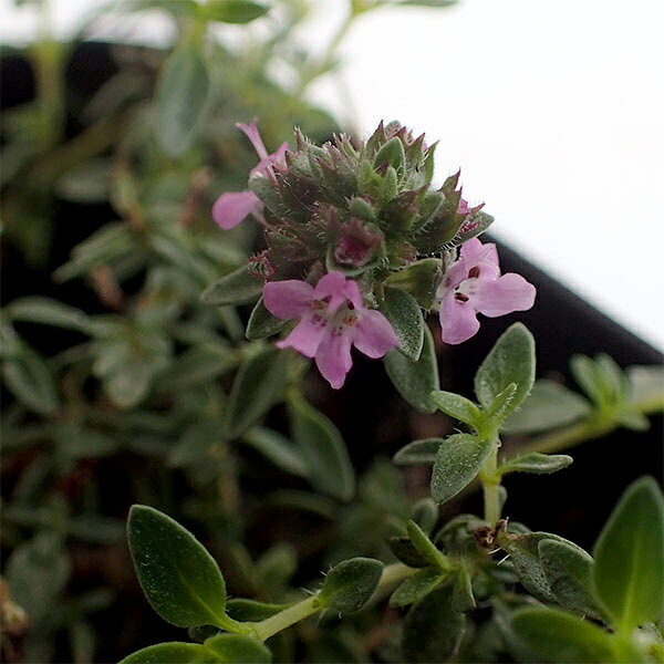 ハーブの苗/タイム（半ほふく性）：キャラウェイタイム3号ポット 6株セット