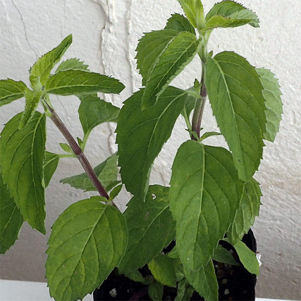 ハーブの苗/[送料無料]ニホンハッカ：あかまる3号ポット 24株セット