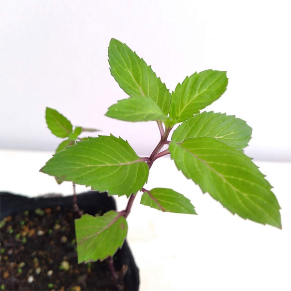 ハーブの苗/[送料無料]ニホンハッカ：北系9号3号ポット 24株セット