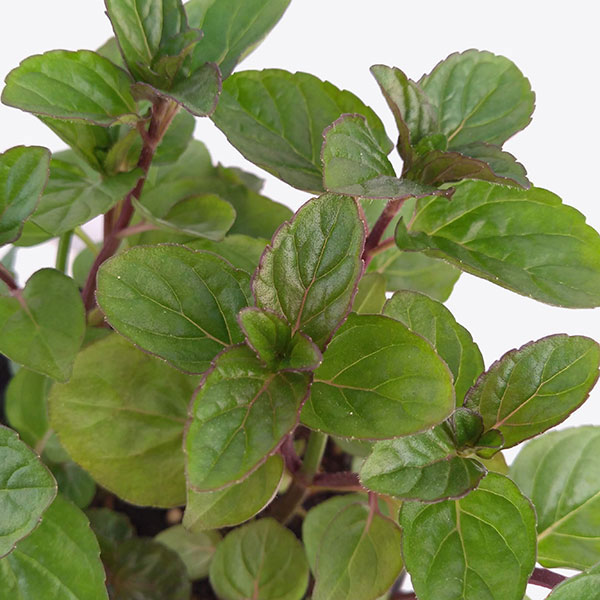 ハーブの苗/ミント：イングリッシュミント3号ポット 6株セット