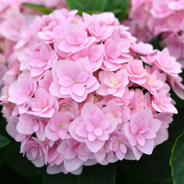 花木 庭木の苗/アジサイ：フェリナ3.5号ポット