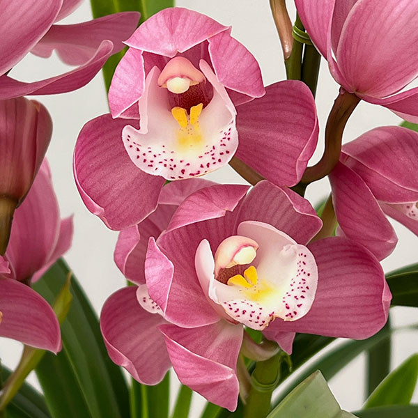 楽天市場】シンビジューム5本の通販