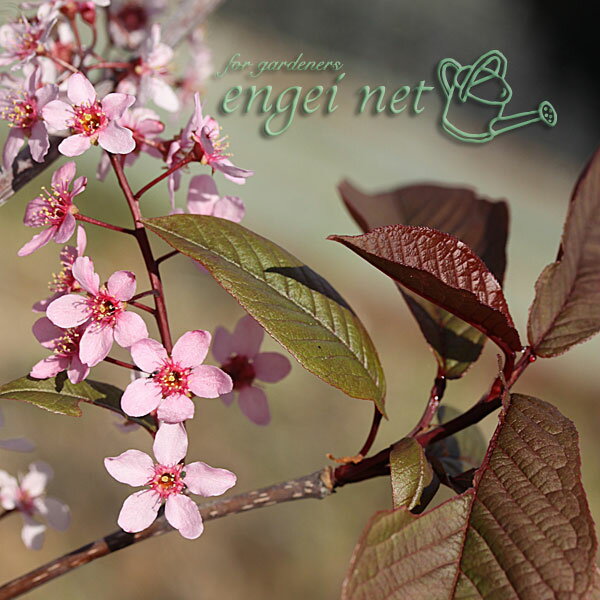 山野草の苗/エゾウワミズザクラ（アンニンゴ）：銅葉3号ポット