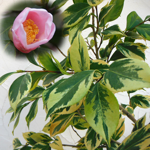 花木 庭木の苗/ツバキ（椿）：斑入り西王母3号ポット