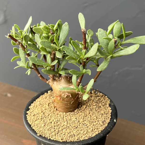 Other Succulents - 観葉植物/オトンナ：ロバタ 3号鉢植え