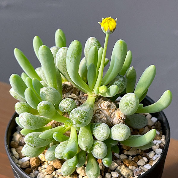 観葉植物/オトンナ：クラビフォリア 3号鉢植え*