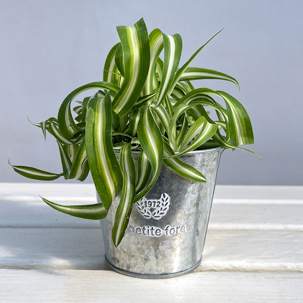 楽天市場】オリヅルラン ボニーの通販