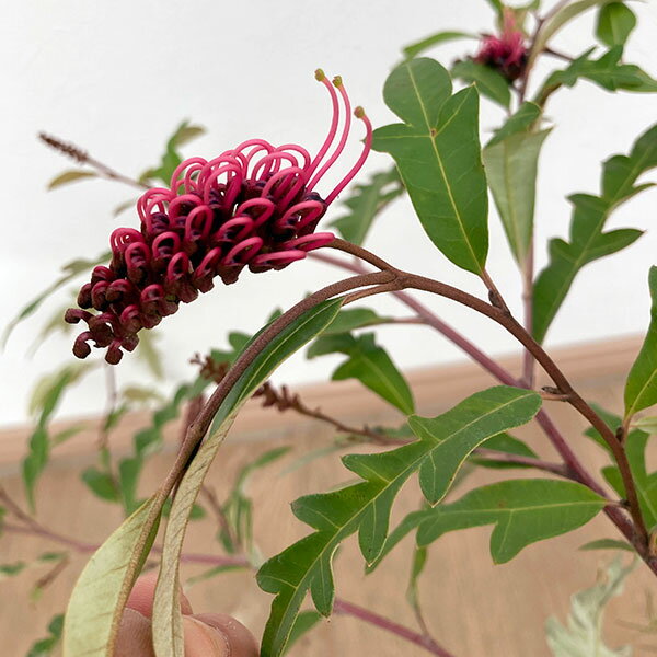 花木 庭木の苗/グレビレア：プーリンダロイヤルマントル6号鉢植え
