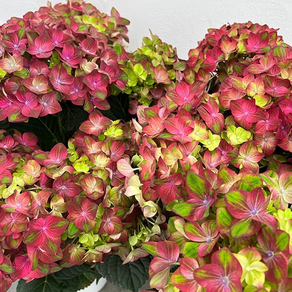 Rakuten - （わけあり特価）アジサイ：ロッソグローリー（ピンク）5号鉢植え