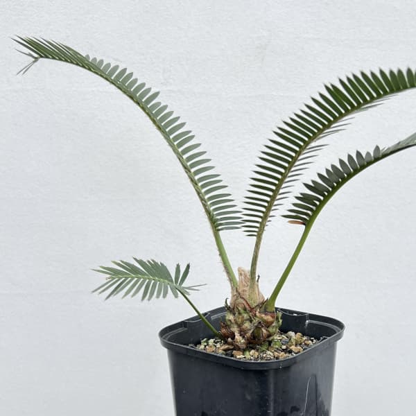 楽天市場】ソテツ ディオーンの通販