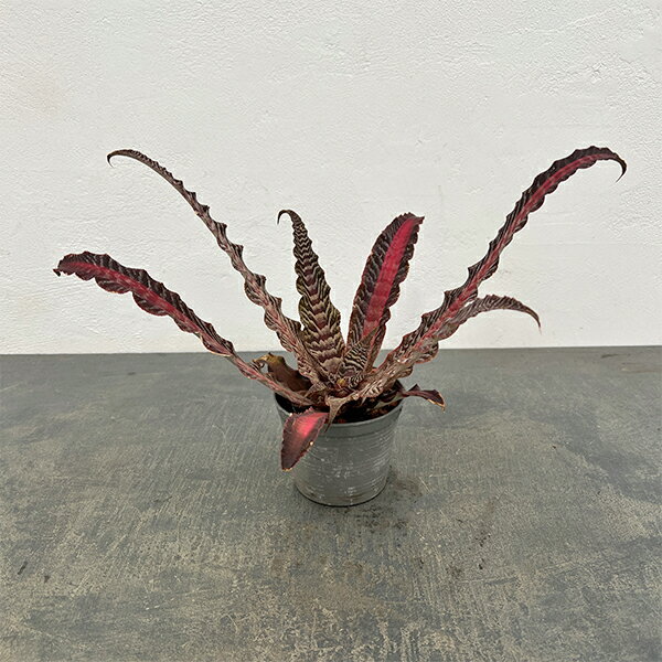 観葉植物/クリプタンサス：リサ ビンザント 3号ポット