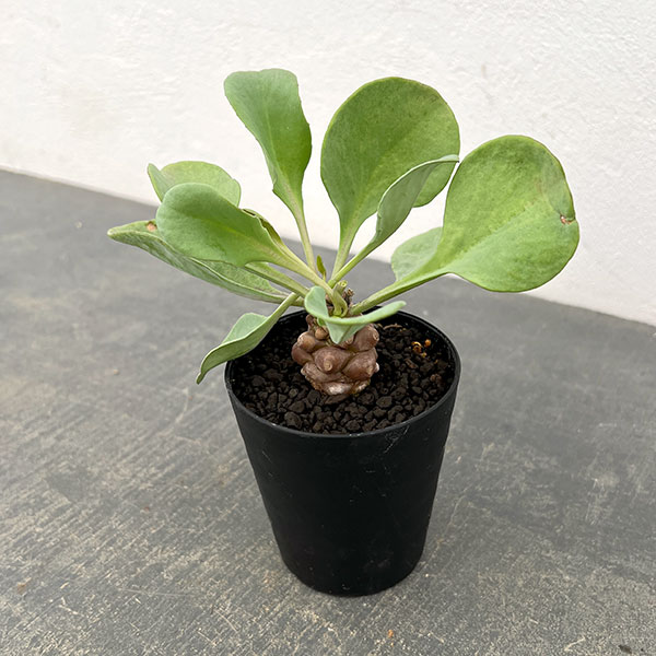 楽天市場】オトンナ（観葉植物｜花・観葉植物）：花・ガーデン・DIYの通販