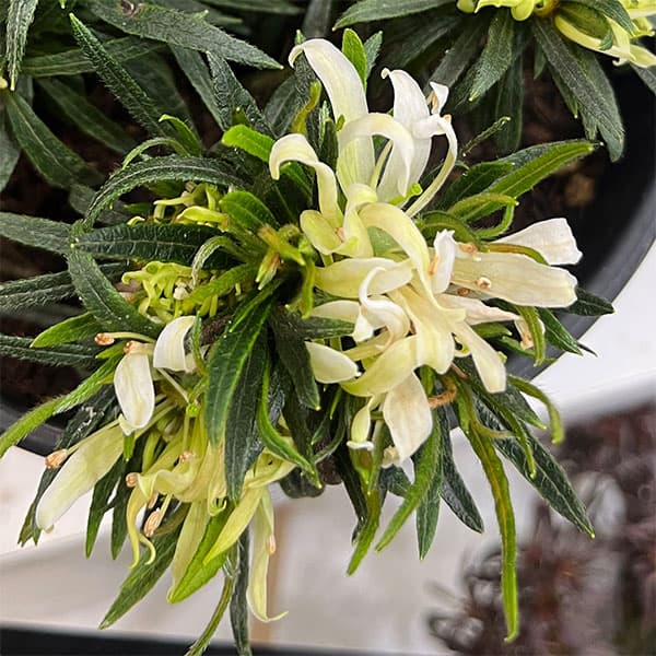 花木 庭木の苗/アザレア：スタースタイル ホワイトスター（白）5号ポット