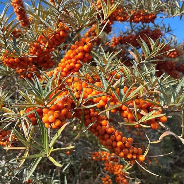 �̼�����/�����٥꡼�ʺ������������ˡ��᥹��3��ݥåȡ�