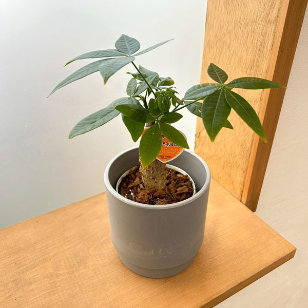 観葉植物/パキラ：グラブラ3.5号...