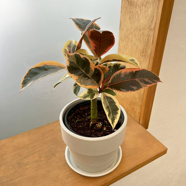 Other Aquatic Plants - 観葉植物/フィカス：ティネケ 3.5号鉢植え 鉢カバー付き(アーバンプランツポットソリッド ミルク)