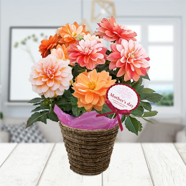 [����̵��][2026ǯ ��������ե�][ͽ��]���ꥢ����٥顦������ �������5��ȭ����*[���ꥢ ������ץ쥼���]