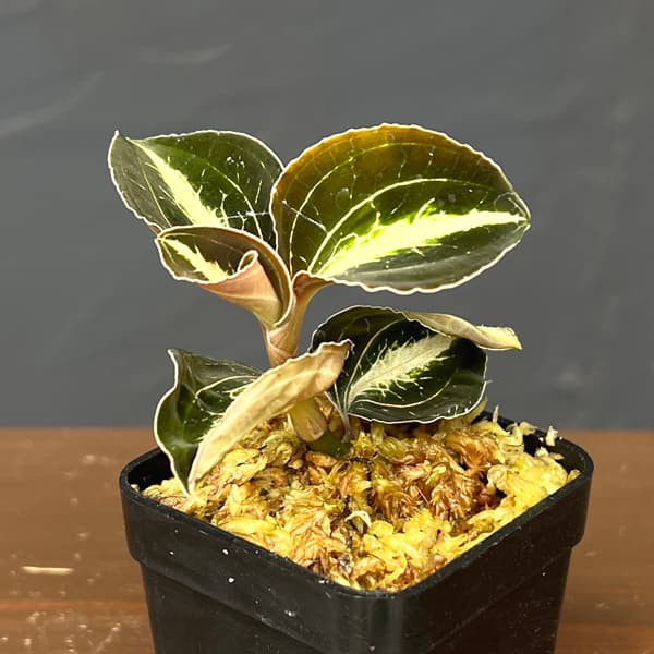 観葉植物/アネクトキルス：ロビアーナス ベトナム 2号ポット