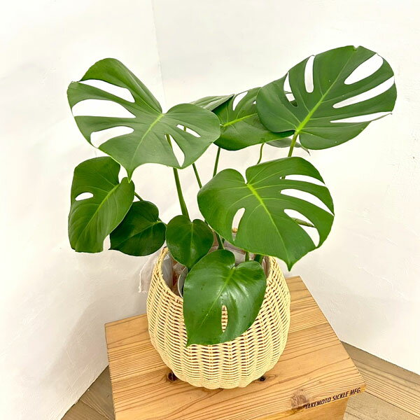 観葉植物/モンステラ：デリシオサ6...