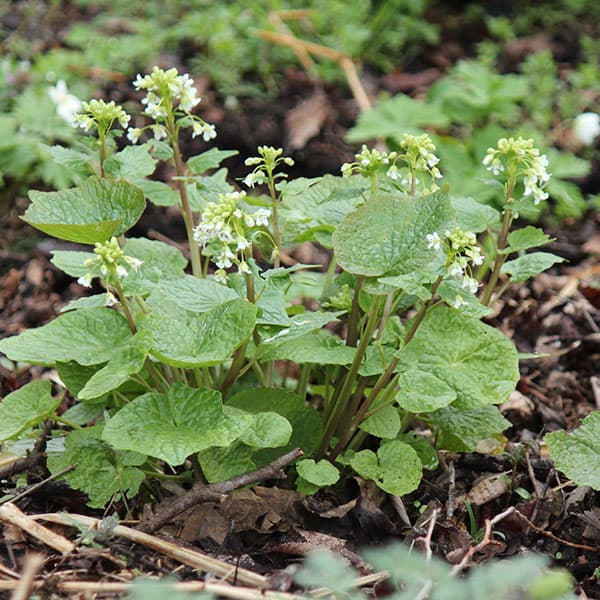 全国の山野に自生する山菜・ピリッとした風味のある茎葉や花・根を食用に野菜の苗/ゆりわさび（百合山葵）2芽植え2.5号ポットユリワサビ（百合山葵）は、縄を除く日本全国の山地の湿った場所に生えるアブラナ科の多年草です。早春（3〜5月）に小さな白い4弁花を咲かせます。葉茎にワサビのような辛味があり、葉わさびと同様に利用します。根の基部がユリの鱗茎のように膨らむことが名前の由来です。ワサビより小型で、観賞用のほか、山菜としてお浸しや漬物で楽しめます。ハナワサビ（花山葵）とも呼ばれます。学名：Wasabia tenuisタイプ：アブラナ科の耐寒性宿根草草丈：10cm開花期：4月日照：半日陰むき栽培方法：植え付けは25cm間隔で行ってください。有機質肥料と緩効性肥料を元肥にしてください。花と葉ワサビは4〜5月に収穫します。葉は一度にたくさん収穫すると枯れてしまう恐れがあるので、少量ずつ収穫してください。春に開花した後は地上部が枯れ、秋まで休眠します。その間も水を切らさないように管理すれば、秋に2〜3倍になって発芽します。山菜としての利用方法：春に花茎、葉、根（根茎）を主に食用にします。根は普通の山葵に比べて細いですが、同様に利用できます。水洗いして塩もみし、80度くらいのお湯をさっとかけてザルにあけ、湯通しします。水気を絞ってポン酢やおひたし地しばらくつけると美味です。生のまま刻んでサラダにも利用できます。2.5号ポット植えです。ゆりわさび（百合山葵）2芽植え2.5号ポットの栽培ガイド春の山菜