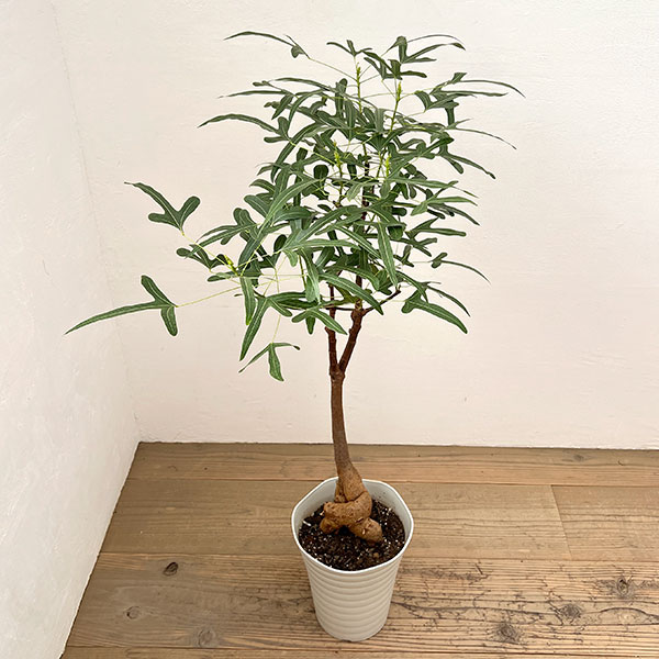 楽天市場】ブラキキトン（花・観葉植物｜花・ガーデン・DIY）の通販