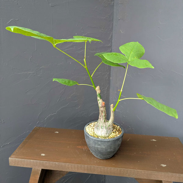 楽天市場】ボンバックス（観葉植物｜花・観葉植物）：花・ガーデン