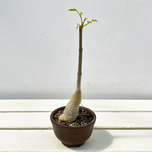 楽天市場】モリンガ（観葉植物｜花・観葉植物）：花・ガーデン・DIYの通販
