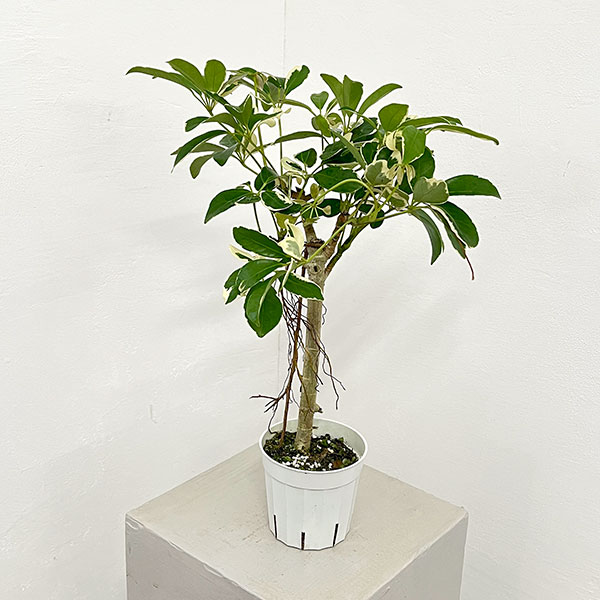 楽天市場】観葉植物シェフレラ斑入りの通販