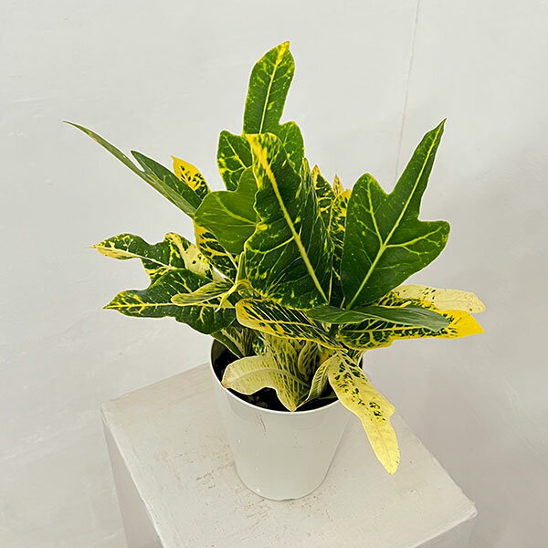 楽天市場】クロトン（観葉植物｜花・観葉植物）：花・ガーデン・DIYの通販