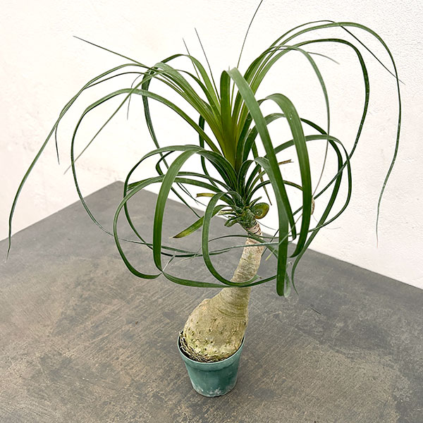 楽天市場】観葉植物 トックリランの通販