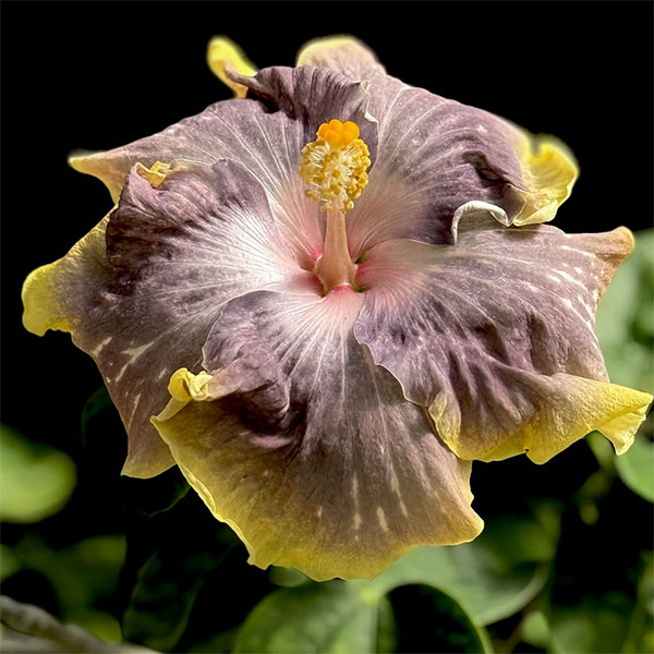 草花の苗/ハイビスカス：ペベリーコースト 4.5号鉢植え