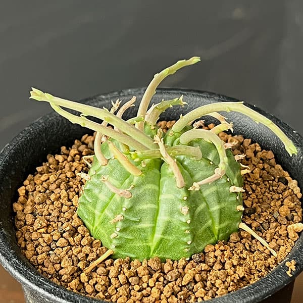 観葉植物/ユーフォルビア：スーパー...