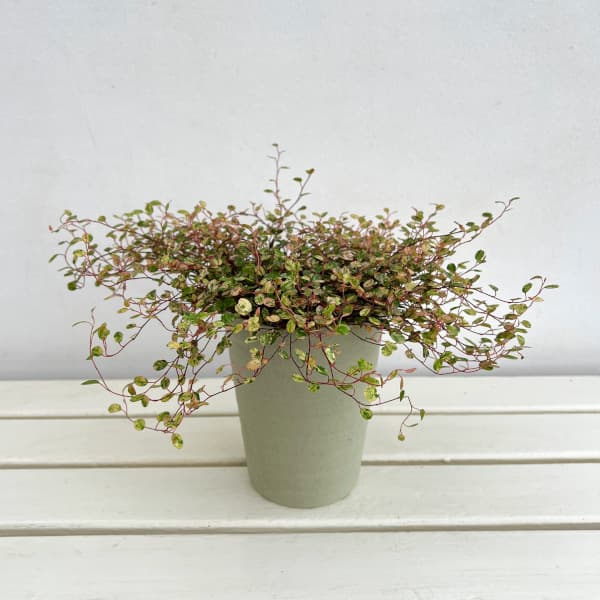 楽天市場】ワイヤープランツ（観葉植物｜花・観葉植物）：花・ガーデン
