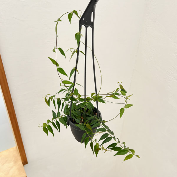 楽天市場】ホヤ レツーサ 植物の通販
