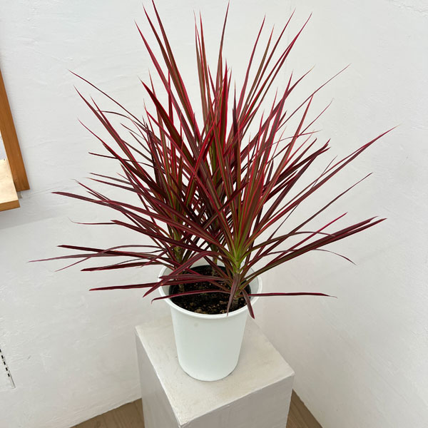 観葉植物/ドラセナ：コンシンネスカ...
