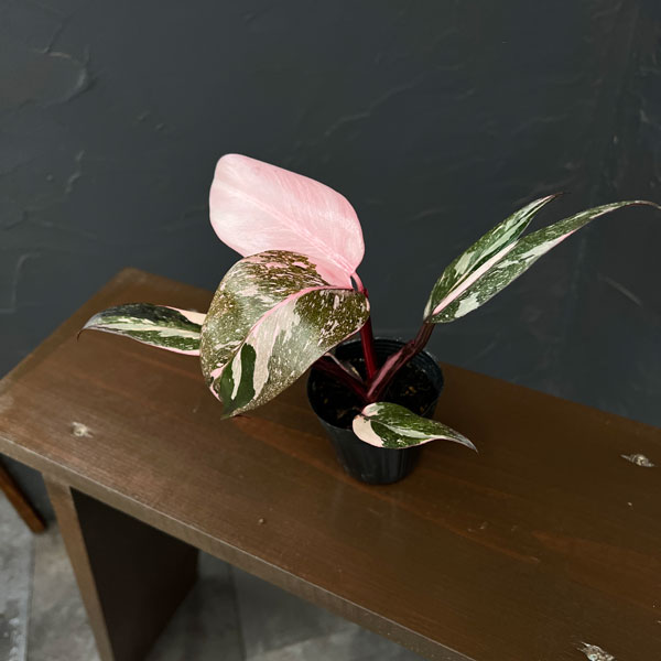 楽天市場】フリル（観葉植物｜花・観葉植物）：花・ガーデン・DIYの通販