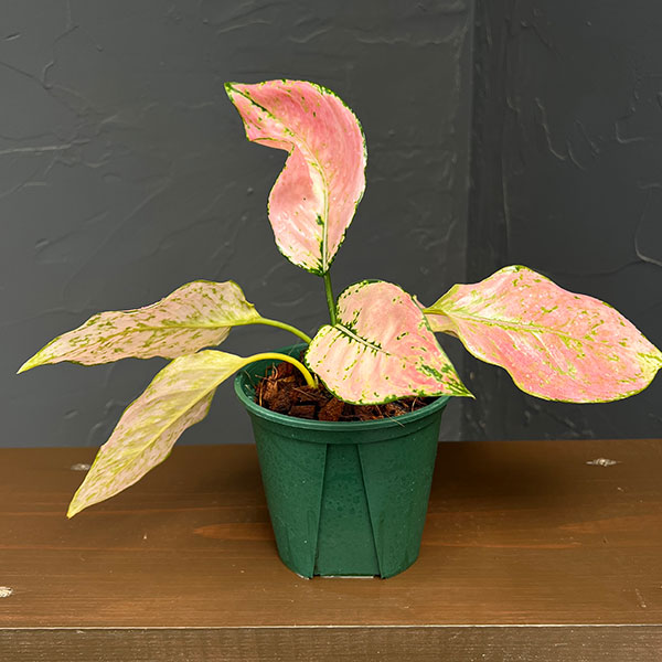 観葉植物/アグラオネマ：トリペット 4号鉢植え
