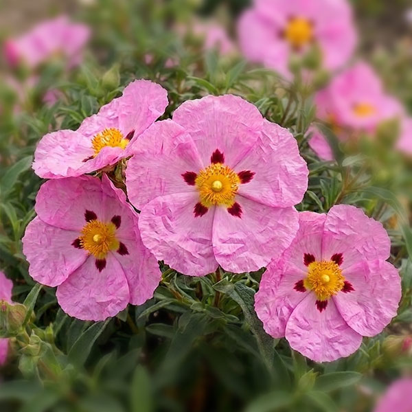 1日花ですが開花期間が長い！草花の苗/[サマーセール]シスタス：ピンク3.5号ポット★入荷から日数が経ったためセール価格となりました。商品の状態は画像と異なる場合があります。★シスタスは聖書に登場する花。ヨーロッパでは人気で、数多くの園芸種があります。ロックローズとも呼ばれます。日当たりを好み、乾燥に強い常緑低木です。ピンク色の野生のバラのような花を次々咲かせます。1輪ずつの花は1日花（朝開いて夕方までにしぼむ）ですが、開花期間が長くたくさん咲きます。耐寒性・耐暑性があり育てやすいです。学名Cistus x purpreusタイプハンニチバナ科ゴジアオイ属の常緑低木 樹高50-100cm開花期夏用途コンテナ、花壇 日照日向栽培方法：戸外の日当たりのよい場所で育ててください。排水のよい用土に緩効性肥料を少々入れて植え付けます。 高温多湿にはやや弱いので、夏の暑い時期には蒸れに注意してください。鉢植えの場合は、用土の表面が乾き始めたら、たっぷり水をかけてください。