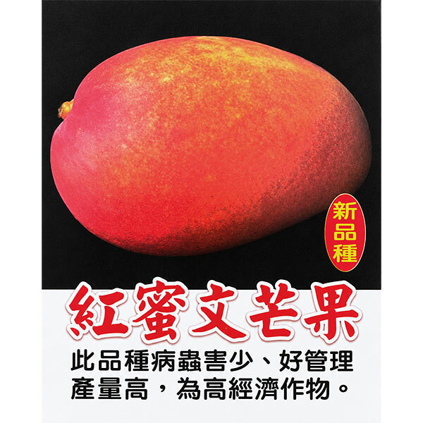 楽天市場】玉文 マンゴー 苗の通販