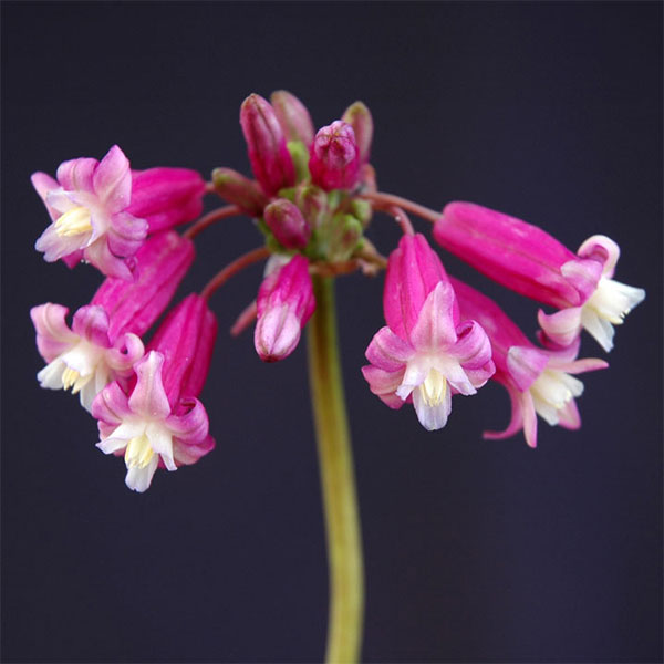小型 4月-6月開花 毎年花が咲く球根植物球根/ディケロステンマ：イダマイヤピンク5球セットディケロステンマは北アメリカ原産の半耐寒性〜耐寒性球根植物。カランコエに似たベル型の花を下向きに咲かせるとても珍しくかわいい植物です。コンテナガーデンにうってつけです。原種の趣きと珍しさが楽しめます。暖かい地域で水はけのよい場所に植えれば、植えっぱなしで毎年花を咲かせるほど丈夫です。寒い地域では鉢植えにして室内で栽培してください。タイプ：ユリ科ディケロステンマ属の球根植物原産地：北アメリカ草丈：40〜70cm開花時期：4〜6月植え時：9月中旬〜12月下旬用途：花壇、鉢植え、切り花栽培方法：土質は特に選びませんが、水はけが良く、日の当る場所を好みます。1〜2月に薄い液肥を与えると花に元気が出ますが、多肥は腐る原因になるためご注意ください。芽が出るのが比較的遅いので、霜害の心配はあまりありません。野生種に近いので、手をかけすぎるとかえって逆効果の場合があります。肥料も控えめにして、2〜3年植えっぱなしのほうが元気よく咲いてくれます。写真は開花時のイメージです。★バラ球を無地袋に詰めた状態でお届けします。カラーラベルは付いていません★※球根の表皮が剥けていたり、細かな傷がある場合がありますが、生育には支障ありません。ディケロステンマ：イダマイヤピンク5球セットの栽培ガイド秋植え球根のダブルデッカー植え球根の植付け秋植え球根