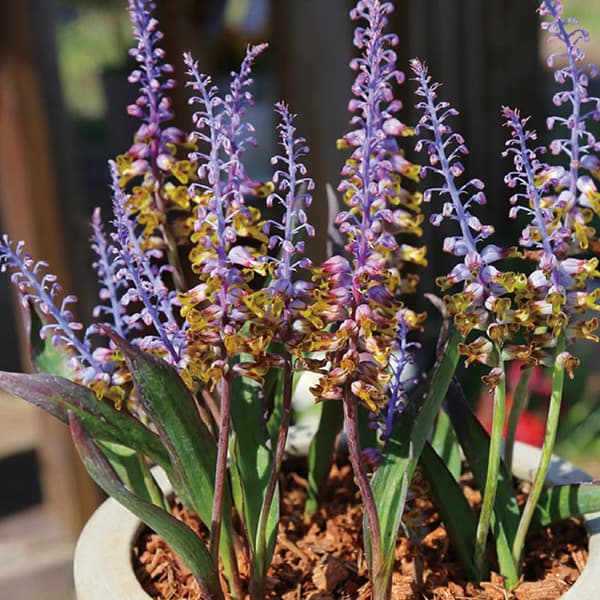 小型 独特な花形と色が魅力の球根植物球根/ラケナリア：ムタビリス3球セットラケナリアは南アフリカに自生する球根植物。穂状の花を多数咲かせ、開花期間も1ヶ月以上と長いのが特徴です。鉢栽培向きですが、暖房のある室内では徒長するので注意が必要です。種小名の「ムタビリス」は「変化に富む」という意味。つぼみの時は青や紫色の涼しげな色合いですが、花が開くにつれて黄色へと変化していきます。学名：Lachenalia mutabilisタイプ：ヒヤシンス科の球根植物植え付け時期：9〜11月開花時期：1〜4月草丈：約15〜30cm栽培方法：霜に当たらないように気を付けて、日当たりが良く涼しい場所で管理して下さい。有機質に富んだ砂混じりの土が最適です。よく耕した土に化学肥料等をまぜ、5-10cm間隔に、5-8cmの深さで植えます。水切れすると花が貧弱になったり色あせてしまいますので、冬もたっぷり水をやってください。数年は植えつけたままにできます。自然分球で増えていきます。花後に掘り上げる場合は葉が枯れてから掘り上げ、半月程陰干しして冷暗所で保存します。※写真は開花時のイメージです。※球根の表皮が剥けていたり、細かな傷がある場合があります。また、9月に芽が出始めるため、お届け時に芽が伸びている場合がありますが、生育には支障ありません。ラケナリア：ムタビリス3球セットの栽培ガイド秋植え球根のダブルデッカー植え球根の植付け秋植え球根