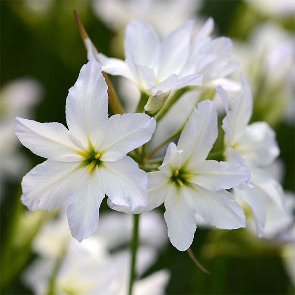 3月〜5月開花 切り花にも向く・秋植え球根球根/リューココリーネ：ホワイト系 3球セットリューココリーネは南米チリのアンデス山脈周辺原産の球根植物（多年草）です。ほそい茎の先にきらびやかな星のような小花を咲かせます。すっきりとした星形の花です。ホワイト系ですが、実生（種から育てた）品種のため、花色は若干色幅が出ます。切り花としてよく流通し、人気です。花には芳香があります。半耐寒性ですので、寒冷地では冬は南向きの軒下にとりこむか、霜よけをしてください。学名：Leucocoryne タイプ：ユリ科の半耐寒性球根植物植付時期：9〜11月開花期：3〜5月草丈：30〜40cm用途：花壇・鉢植え・切り花栽培方法：日当たりが良い場所で、排水の良い土に、間隔3〜5cm、深さ3〜5cmに植え込みます。イネ科植物のような細い葉を出しますが、葉は開花前に枯れこみます。肥料は控えめにして、蕾が見えてくる頃に薄い液肥を与えるだけで、花がいきいきします。なるべくムレに注意して管理して下さい。夏の休眠時には乾燥気味にします。数年は植え放しで大丈夫です。秋に種子をまくか球根をを掘りあげて子球をとり、殖やすことができます。写真は開花時のイメージです。★バラ球を無地袋に詰めた状態でお届けします。カラーラベルは付いていません★※球根の表皮が剥けていたり、細かな傷がある場合がありますが、生育には支障ありません。リューココリーネ：ホワイト系 3球セットの栽培ガイド秋植え球根のダブルデッカー植え球根の植付け秋植え球根【秋植え球根】植えつけ深さの目安