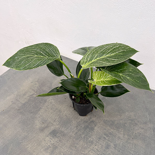 Rakuten - 観葉植物/フィロデンドロン：バーキン3.5号ポット