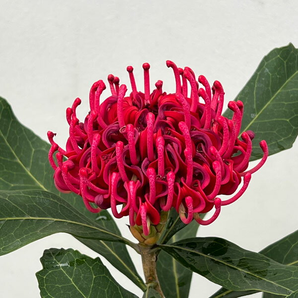 花木 庭木の苗/（わけあり特価）テロペア（テロピア）：エンチャンテッドレッド 7号鉢植え25-01