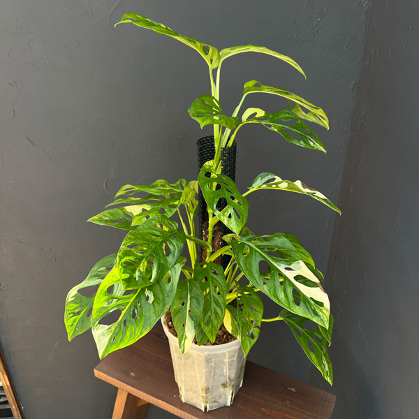 Rakuten - 観葉植物/マドカズラ：黄斑入り 6号25-01
