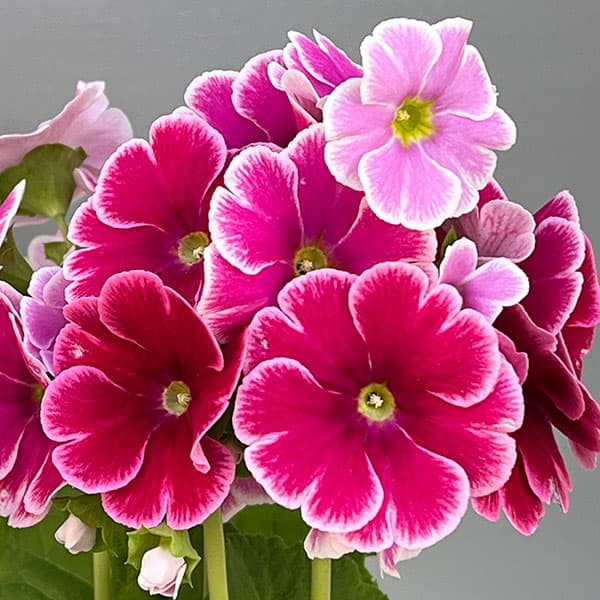 プリムラ：オブコニカ リブレ ローズピコティ4号鉢植え