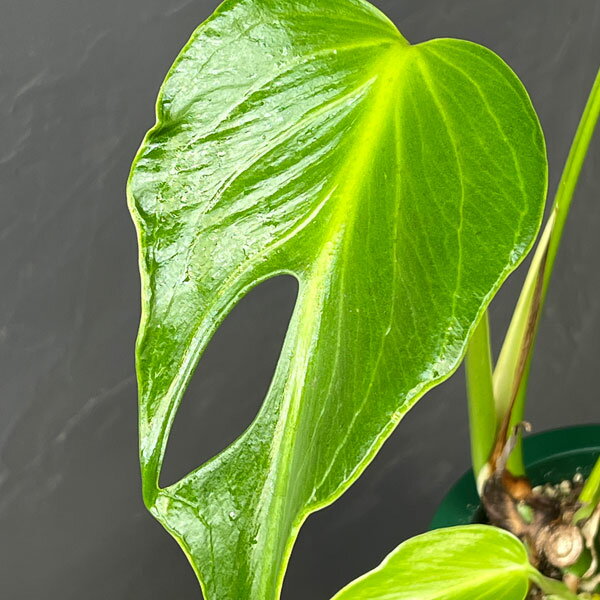 観葉植物/モンステラ：バールマルクスフレーム 5号鉢植え25-01