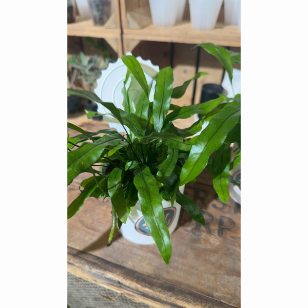 観葉植物/カンガルーファン（ミクロソリウム・ディベルシフォリウム）3.5号レア缶詰