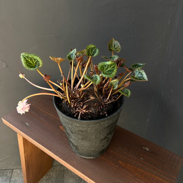 観葉植物/シクラメン：ツヴァイ（ビクトリア） コーデックス仕立て5号鉢植え25-03